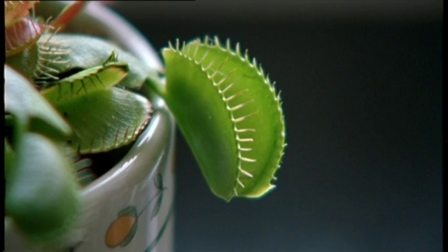 Video Reference: Plant, Organism, Terrestrial plant, Flowering plant, Serveware, Macro photography, Liquid, Herb, Plant stem, Still life photography