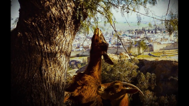 Video Reference: Sky, Plant, Dinosaur, Wood, Building, Branch, Sunlight, Sculpture, Twig, Trunk