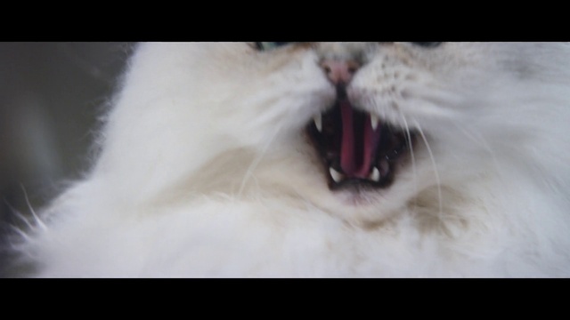 Video Reference: Cat, Roar, Felidae, Fang, Carnivore, Small to medium-sized cats, Jaw, Whiskers, Yawn, Snout