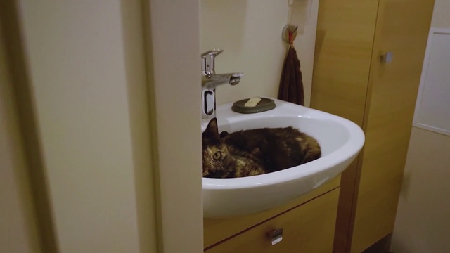 Video Reference: Plumbing fixture, Bathroom sink, Tap, Bathroom, Fluid, Carnivore, Floor, Wood, Sink, Flooring