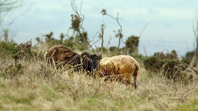 Video Reference: Sky, Working animal, Natural landscape, Plant, Grazing, Cloud, Fawn, Sheep, Terrestrial animal, Animal migration