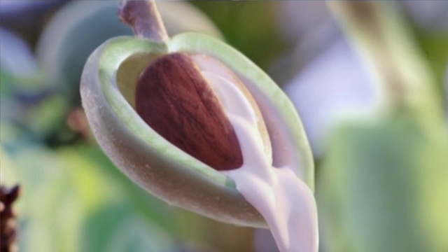 Video Reference: Flower, Plant, Petal, Terrestrial plant, Tree, Flowering plant, Close-up, Macro photography, Pedicel, Bud