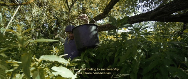 Video Reference: Plant, Branch, Tree, Sunlight, Trunk, Grass, Terrestrial plant, Twig, Tints and shades, Wood