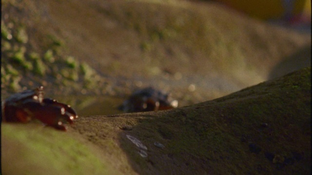 Video Reference: Wood, Slope, Grass, Landscape, Mountain, Plant, Terrestrial animal, Grassland, Hill, Pest