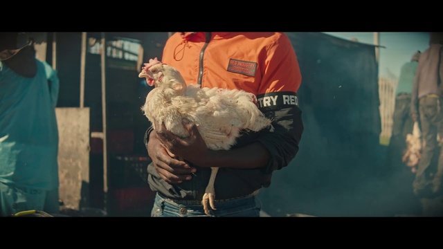 Video Reference: Bird, Chicken, Beak, Organism, Gesture, Flash photography, Galliformes, Poultry, Phasianidae, Rooster