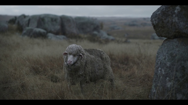 Video Reference: Sky, Plant, Grey, Natural landscape, Working animal, Sheep, Sheep, Atmospheric phenomenon, Terrestrial animal, Grazing