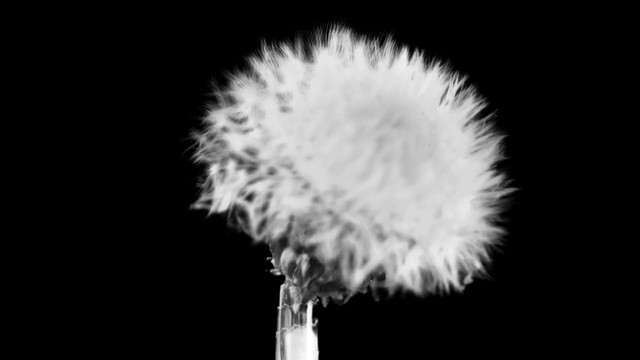 Video Reference: Flower, Plant, Petal, Flash photography, Style, dandelion, Entertainment, Tree, Event, Grass