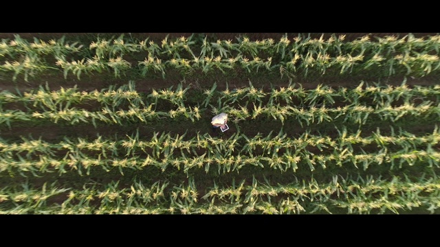 Video Reference: Plant, Terrestrial plant, Rectangle, Font, Grass, Pattern, Metal, Groundcover, Mesh, Symmetry