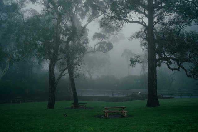 Video Reference: fog, mist, park, trees, grass, picnic table, outdoors, landscape, nature, benches, morning, moody, empty, woodland, road