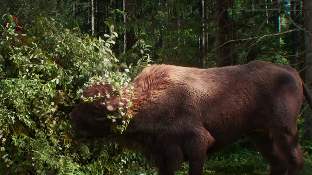 Video Reference: Plant, Plant community, Natural landscape, Fawn, Terrestrial animal, Grass, Tree, Terrestrial plant, Groundcover, Landscape