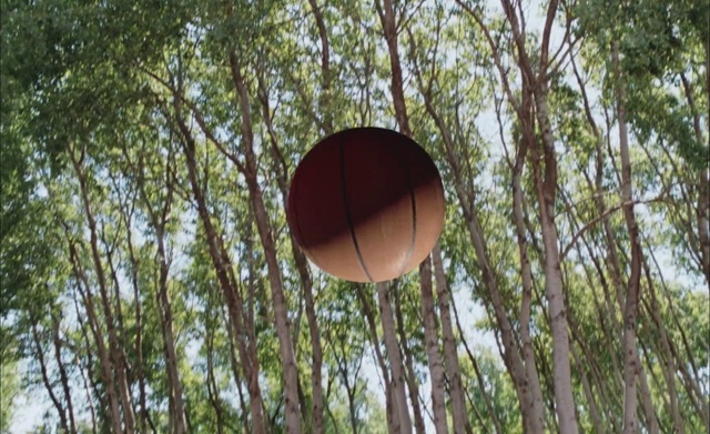 Video Reference: Plant, Tree, Wood, Ball, Grass, Tints and shades, Twig, Circle, Astronomical object, Pole
