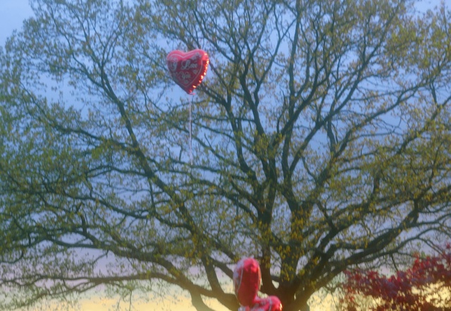 Video Reference: Sky, Hot air ballooning, Parachute, Botany, Balloon, Aerostat, Tree, Biome, Red, Grass