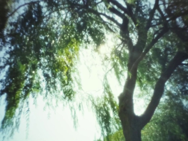 Video Reference: Natural landscape, Branch, Wood, Sky, Tree, Twig, Trunk, Terrestrial plant, Plant, Atmospheric phenomenon