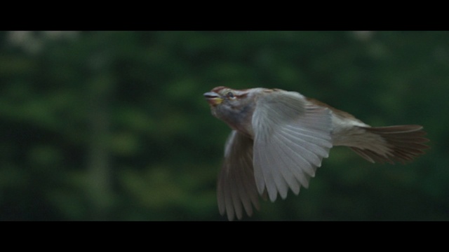 Video Reference: Bird, Beak, Feather, Wing, Songbird, Tail, Falconiformes, Grass, Bird of prey, Perching bird