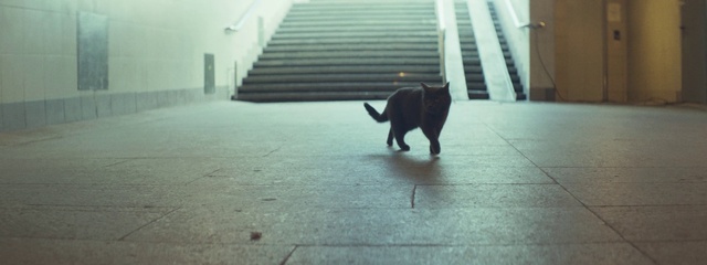 Video Reference: Cat, Felidae, Carnivore, Road surface, Grey, Small to medium-sized cats, Flooring, Whiskers, Wood, Floor