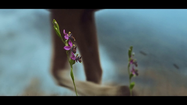 Video Reference: Flower, Plant, Petal, Terrestrial plant, Twig, Grass, Flowering plant, Magenta, Art, Macro photography