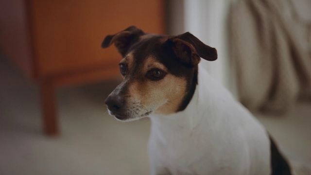 Video Reference: Dog, Carnivore, Drinkware, Whiskers, Companion dog, Collar, Dog breed, Irishjacks, Snout, Terrier