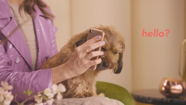 Video Reference: Dog, Comfort, Ear, Gesture, Liver, Carnivore, Companion dog, Plant, Happy, Long hair