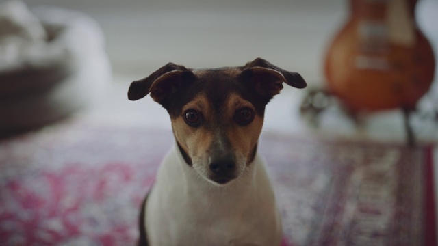 Video Reference: Dog, Dog breed, Carnivore, Whiskers, Fawn, Companion dog, Drinkware, Snout, Toy dog, Terrier