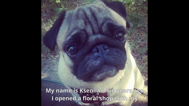 Video Reference: Dog, Pug, Dog breed, Carnivore, Companion dog, Fawn, Snout, Wrinkle, Font, Photo caption