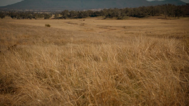 Video Reference: Plant, Plant community, Tree, Natural landscape, Grass, Grassland, Plain, Sky, Landscape, Prairie