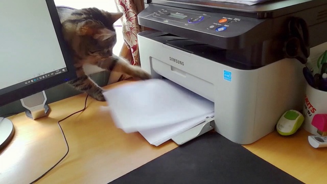 Video Reference: Output device, Peripheral, Computer desk, Laser printing, Cat, Desktop computer, Gadget, Office equipment, Computer hardware, Printer