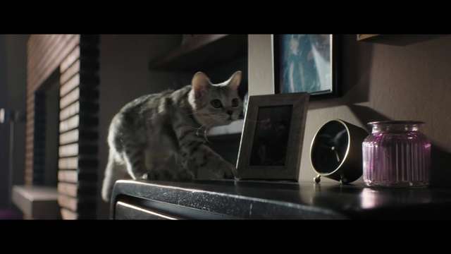 Video Reference: Cat, Felidae, Drinkware, Carnivore, Grey, Tableware, Small to medium-sized cats, Home appliance, Alarm clock, Whiskers