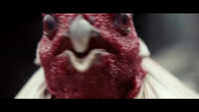 Video Reference: Plant, Gesture, Petal, Magenta, Fashion accessory, Carmine, Flowering plant, Fur, Macro photography, Nail