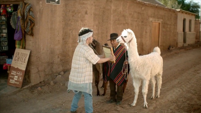 Video Reference: Working animal, Sheep, Llama, Alpaca, Happy, Goat, Livestock, Camelid, Landscape, Herd