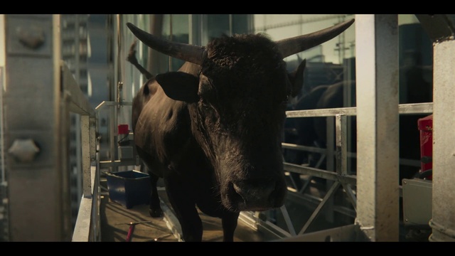 Video Reference: Head, Eye, Working animal, Human body, Jaw, Natural material, Horn, Terrestrial animal, Bull, Livestock