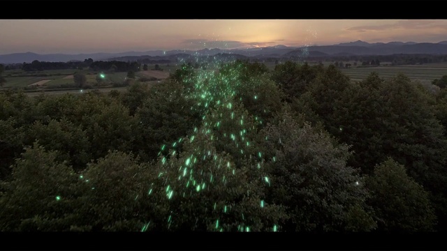 Video Reference: Sky, Atmosphere, Plant community, Leaf, Natural landscape, Natural environment, Vegetation, Grass, Tree, Atmospheric phenomenon