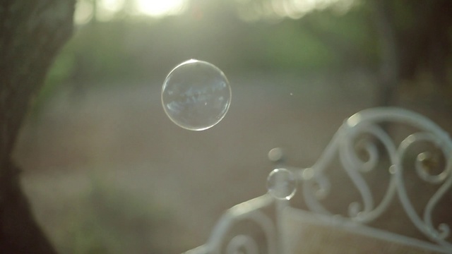 Video Reference: Atmosphere, Natural environment, Wood, Water, Sunlight, Atmospheric phenomenon, Grass, Window, Twig, Petal