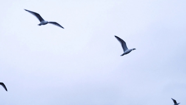 Video Reference: Bird, Sky, Beak, Wing, Animal migration, Seabird, Bird migration, Wildlife, Water bird, Feather