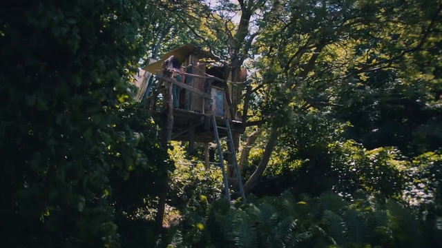 Video Reference: Plant, Natural environment, Branch, Tree, Building, Woody plant, Twig, Grass, Natural landscape, Tints and shades