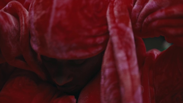 Video Reference: Petal, Plant, Gesture, Pink, Garden roses, Tints and shades, Magenta, Flowering plant, Rose family, Rose order