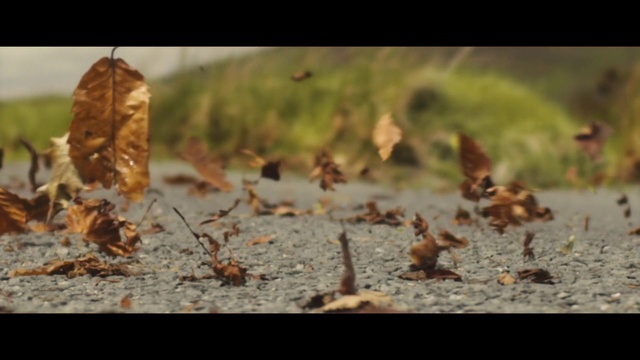 Video Reference: Plant, Natural landscape, Wood, People in nature, Tints and shades, Terrestrial plant, Twig, Landscape, Grass, Deciduous