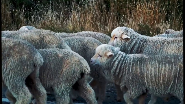 Video Reference: Organism, Terrestrial animal, Grass, Sheep, Snout, Sheep, Landscape, Fur, Herd, Livestock