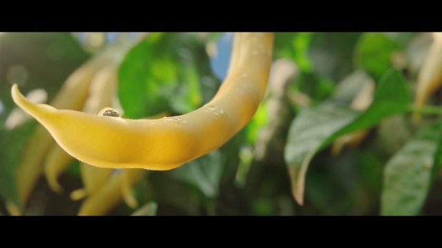 Video Reference: Plant, Leaf, Organism, Flower, Petal, Terrestrial plant, Herbaceous plant, Insect, Close-up, Macro photography