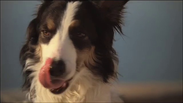 Video Reference: Dog, Carnivore, Herding dog, Border collie, Whiskers, Companion dog, Working animal, Dog breed, Canidae, Fur