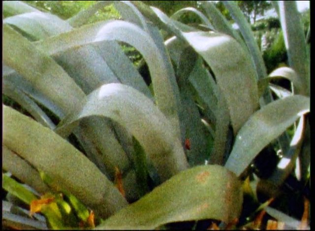 Video Reference: plant, leaves, foliage, green, close-up, garden, tropical, vegetation, flower, orange flowers, nature, outdoors
