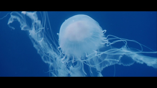Video Reference: Jellyfish, Marine invertebrates, Bioluminescence, Azure, Organism, Marine biology, Art, Electric blue, Cnidaria, Science