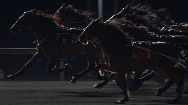 Video Reference: Horse, Working animal, Halter, Horse tack, Horse supplies, Bridle, Rein, Mane, Saddle, Carriage