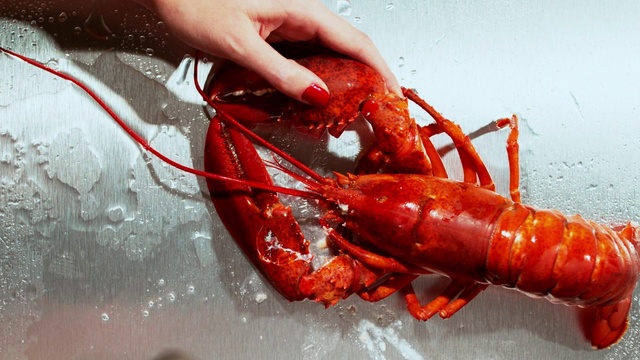 Video Reference: Food, Homarus, Arthropod, American lobster, Ingredient, Fluid, Recipe, Cuisine, Decapoda, Dish