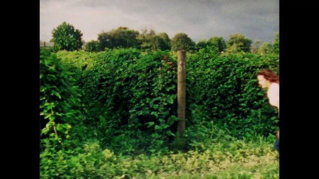 Video Reference: outdoor, hedges, trees, grass, cloudy sky, countryside, garden, greenery, person partially visible, landscape
