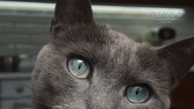 Video Reference: Cat, Felidae, Carnivore, Grey, Whiskers, Small to medium-sized cats, Russian blue, Snout, Domestic short-haired cat, Fur