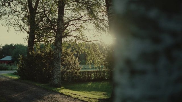 Video Reference: Plant, Leaf, Tree, Natural landscape, Sunlight, Wood, Atmospheric phenomenon, Shade, Sky, Grass