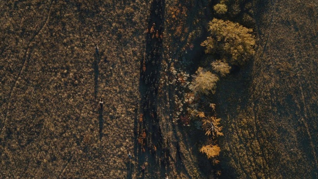 Video Reference: Brown, Road surface, Wood, Asphalt, Grey, Trunk, Tints and shades, Grass, Pattern, Deciduous