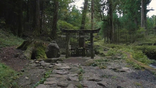 Video Reference: Plant, Wood, Natural landscape, Tree, Trunk, Grass, Terrestrial plant, Landscape, Spruce-fir forest, Forest