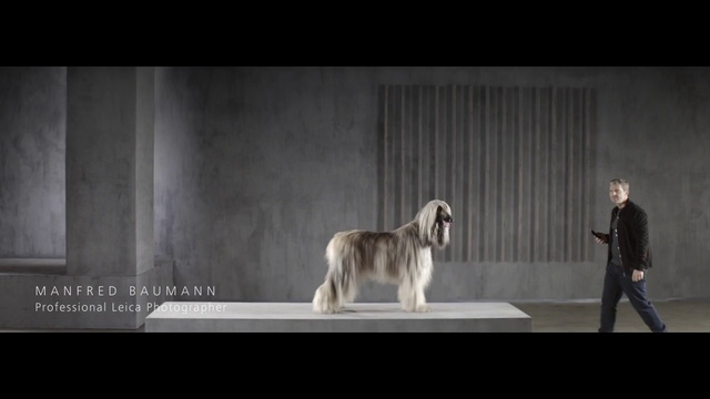 Video Reference: Dog, Dog breed, Carnivore, Fawn, Companion dog, Snout, Art, Working animal, Darkness, Sporting Group