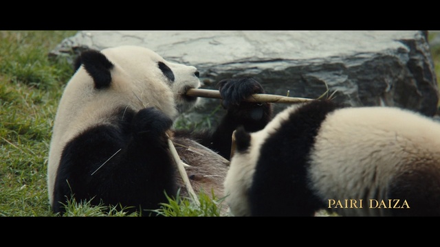 Video Reference: Panda, Carnivore, Organism, Mammal, Terrestrial animal, Adaptation, Snout, Fur, Grass, Landscape